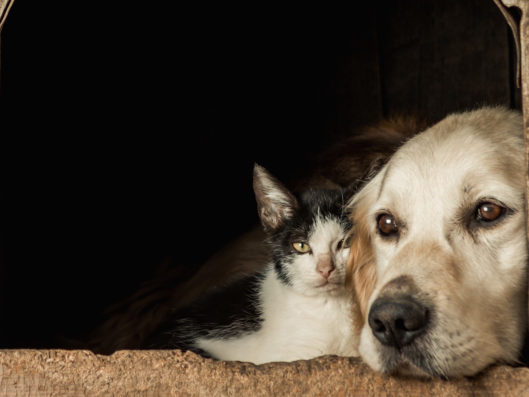 CABA aprobó crematorio público para mascotas: cenizas y tarifas